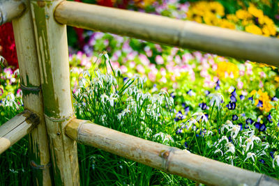 Close-up of flowering plants on wooden fence
