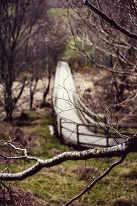 Close-up of bare trees on field