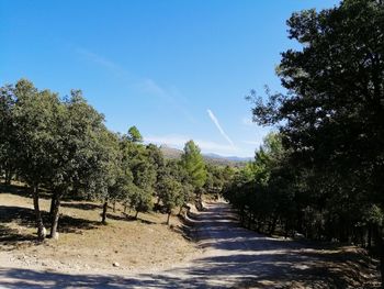 Empty road amidst trees against blue sky