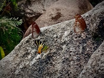 High angle view of butterfly on rock