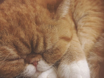 Close-up of a sleeping cat