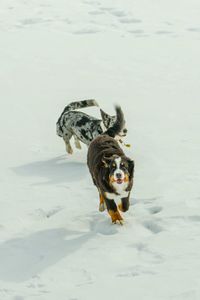 High angle view of dog on snow covered land