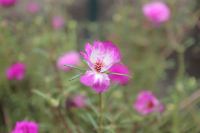 Close-up of pink flowering plant