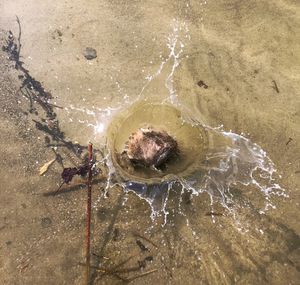 High angle view of starfish on beach