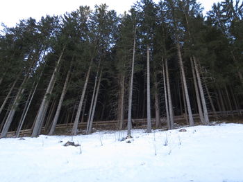 Trees on snow covered field in forest
