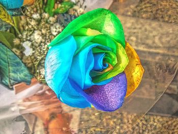 Close-up of multi colored flower