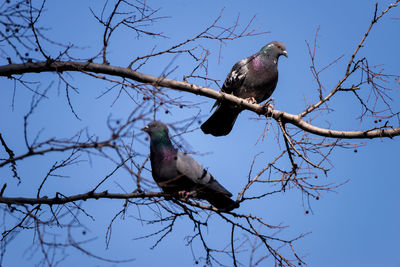 Low angle view of bird perching on branch against sky