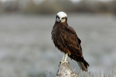 Close-up of bird perching on wood