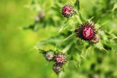 Close-up of pink flowers