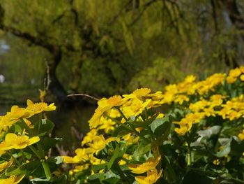 Close-up of yellow flowering plants