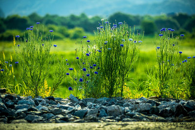 Close-up of flowering plants on land