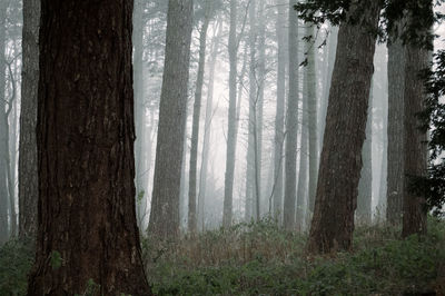 Trees in forest