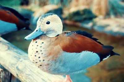 Close-up of bird perching on wood