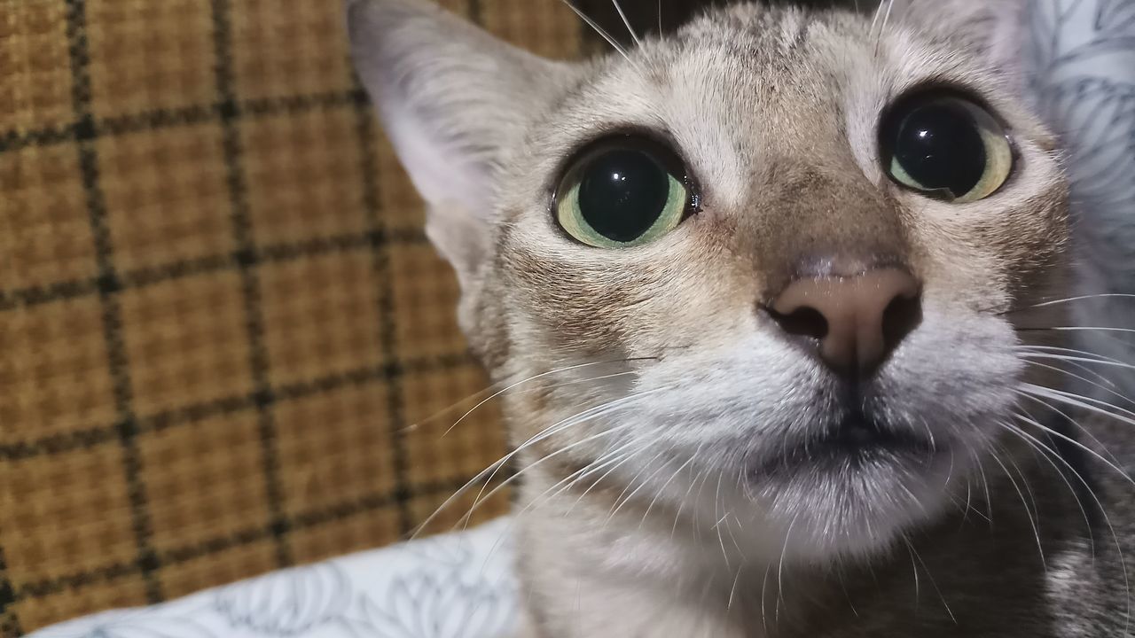 domestic cat, pets, domestic animals, one animal, feline, animal themes, mammal, whisker, close-up, cat, indoors, looking at camera, focus on foreground, portrait, no people, day