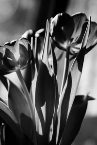 Close-up of flowers