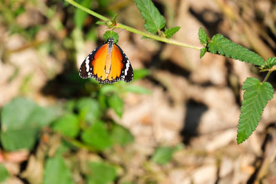 Close-up of butterfly on plant