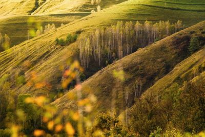 Plants and birch trees growing on terraced hill land