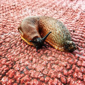 Close-up of slug on rock