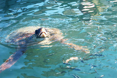 High angle view of woman swimming in sea