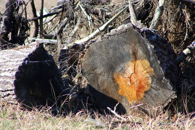 Close-up of horse on tree stump