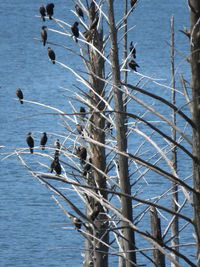 Close-up of birds on lake