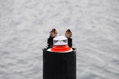 Close-up of bird perching on water