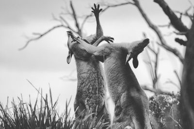 Low angle view of mammals