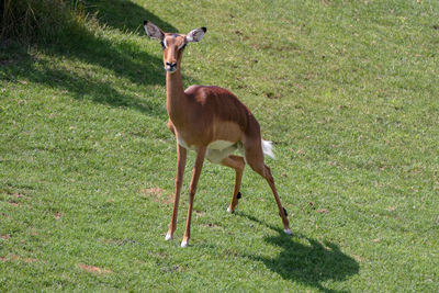 Deer standing on field