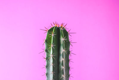 Close-up of cactus plant