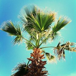 Low angle view of palm trees against blue sky