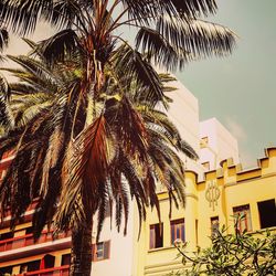 Low angle view of palm trees against sky