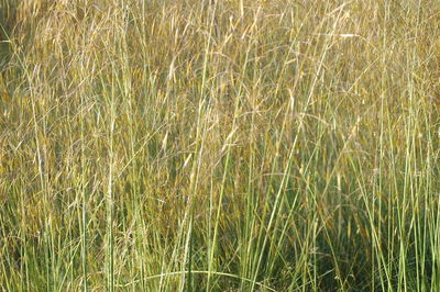 Full frame shot of grass in field