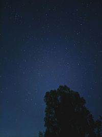 Low angle view of trees against star field at night