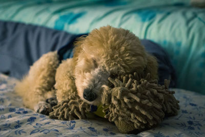 Close-up of a dog resting on bed