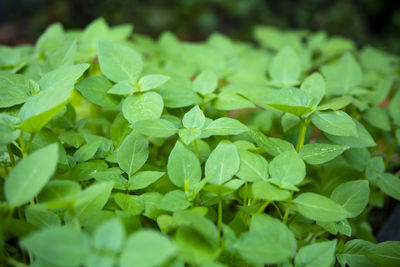 Close-up of green leaves