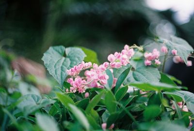 Close-up of pink flowering plant