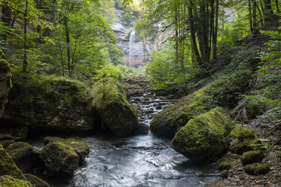 Scenic view of river amidst trees in forest