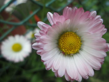 Close-up of pink flower