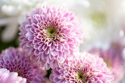 Close-up of purple flowering plant