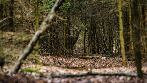 Surface level image of deer standing in forest