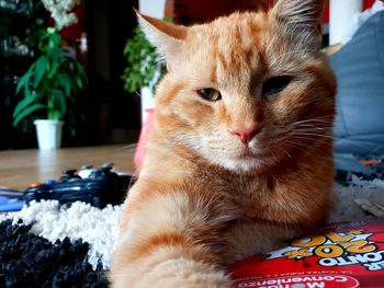 Close-up portrait of a cat at home