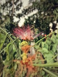 Close-up of flower against sky