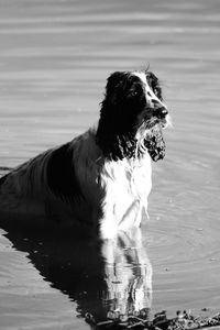Close-up of wet dog in water