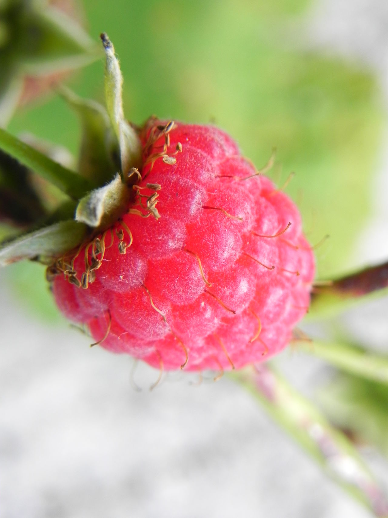 Pink fruits