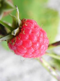 Close-up of strawberry