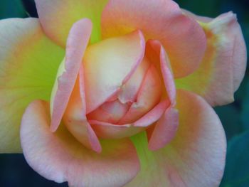 Close-up of flower