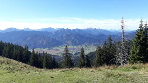 Pine trees on mountains against sky