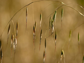 Close-up of wheat growing on field