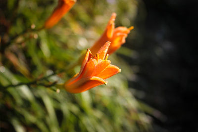 Close-up of orange day lily blooming outdoors