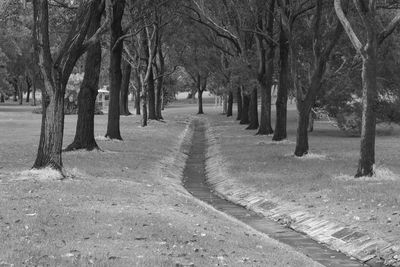 Footpath amidst trees in park